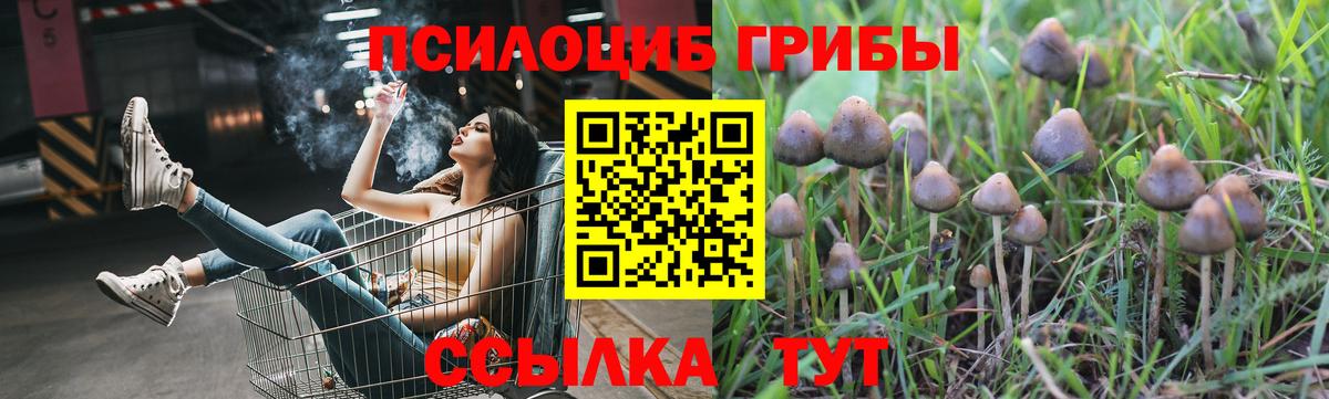 Людиново  Псилоцибиновые грибы Cubensis  Вход с VPN 